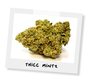 thicc mintz