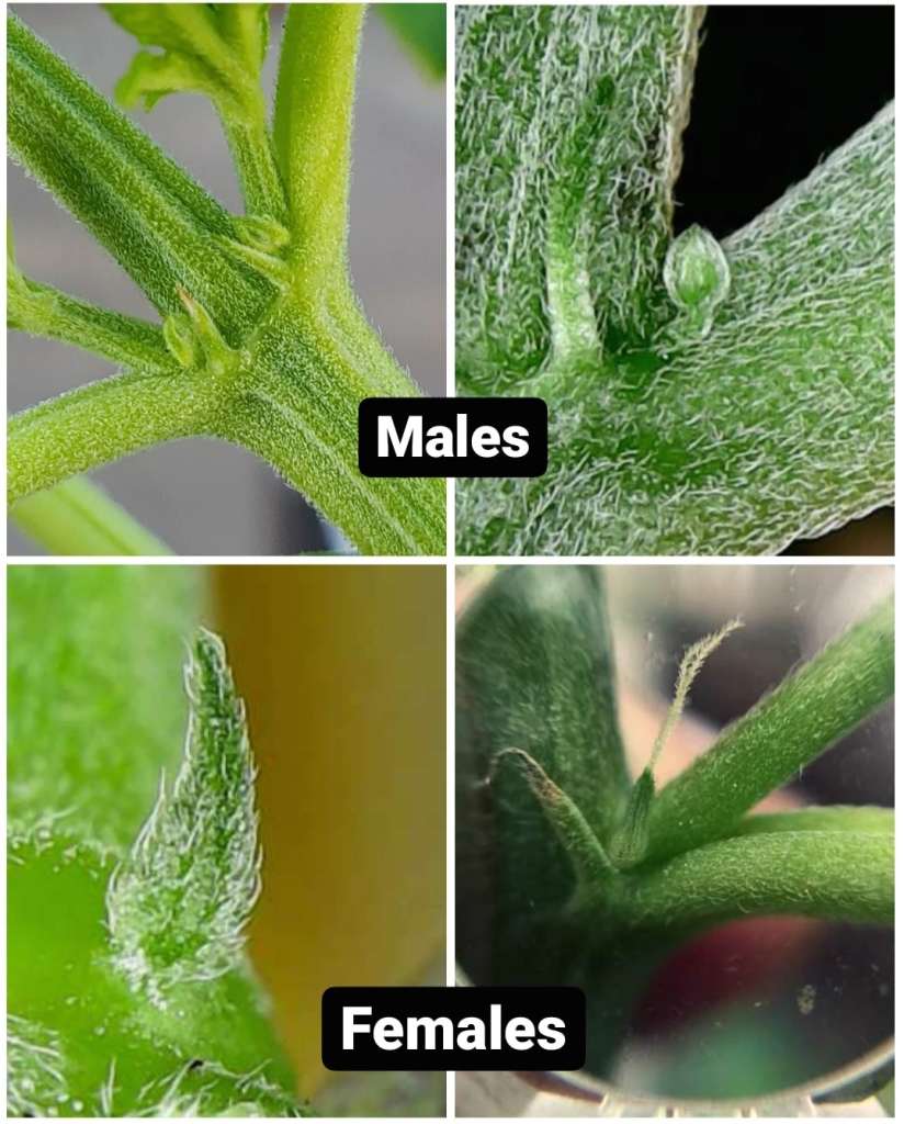 spotting a male weed plant