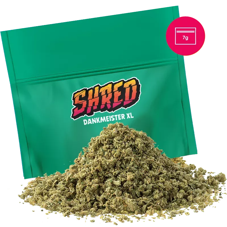 ankmeister XL by SHRED cannabis flower close-up with bright green buds and orange hairs