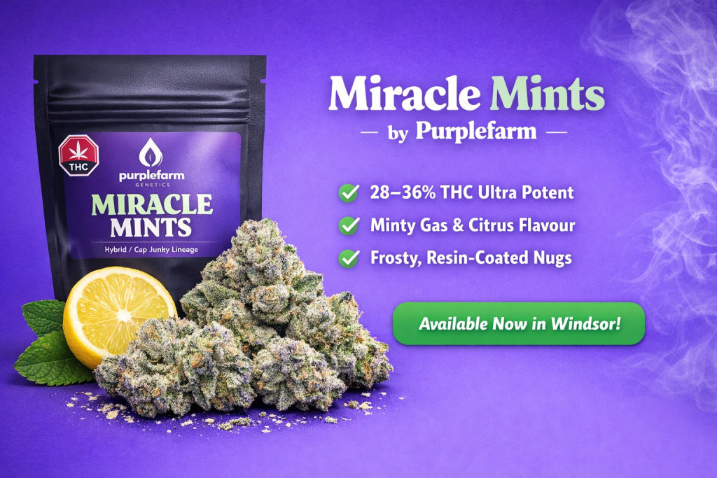 Miracle Mints by Purplefarm cannabis flower with frosty buds, mint and citrus visuals, high THC craft cannabis in Windsor Ontario
